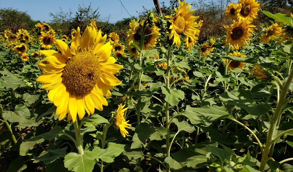 Barranquilla: Sunflower field, tourist attraction