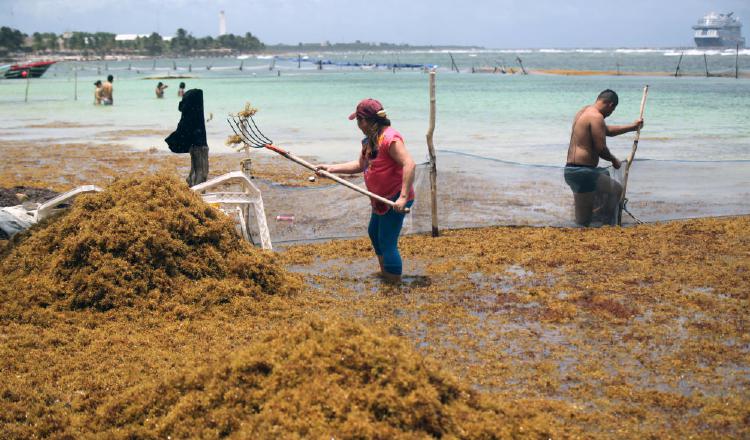 En otros países se aprovecha comercialmente este tipo de alga. MiAmbiente