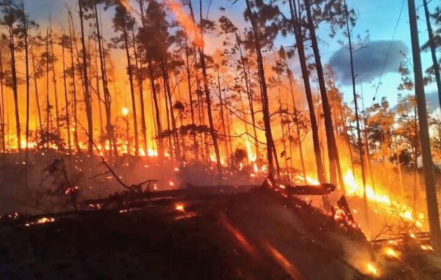 El Incendio de Masa Vegetal se ha concentrado en la parte alta de la reserva forestal en el área de Chitra. Foto: Cortesía