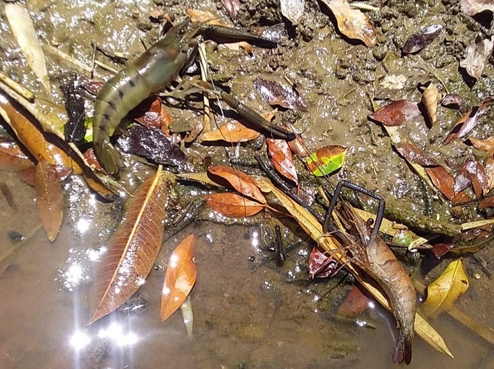 Camarones y peces saltaban del río hacia afuera moribundas. Foto: Melquiades Vásquez
