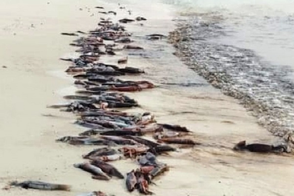 Miles de calamares llegaron hasta la isla, un refugio de vida natural, y fueron aprovechados por moradores cercanos y pescadores, quienes agradecieron tener esta oportunidad en medio de la Semana Santa. Foto. Cortesía MiAmbiente