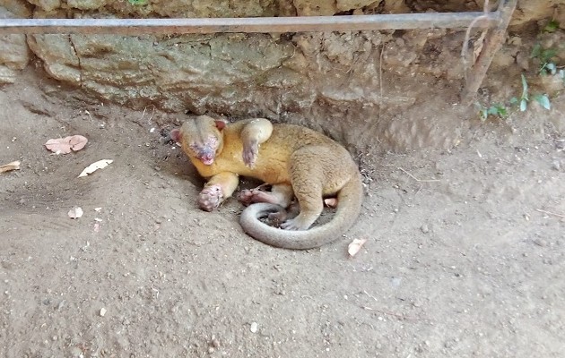 El equipo de guardaparques también realizó el rescate de un Kinkajú (Potos flavus). Foto: Diomedes Sánchez 