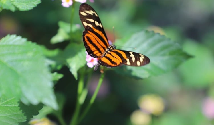 Butterflies, their importance in the ecosystem