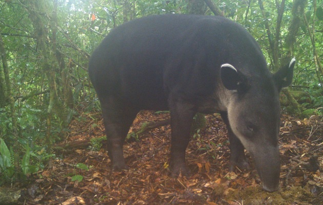 Al tapir se le conoce como el jardinero del bosque. Foto: MiAmbiente