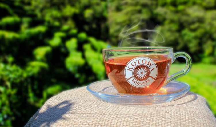 El té se procesa de una manera específica para obtener sus características de sabor, aroma y color. Foto: Cortesía