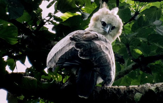 Fundación Ancon Panamá alerta sobre situación de bosques de Darién. Foto: Cortesía