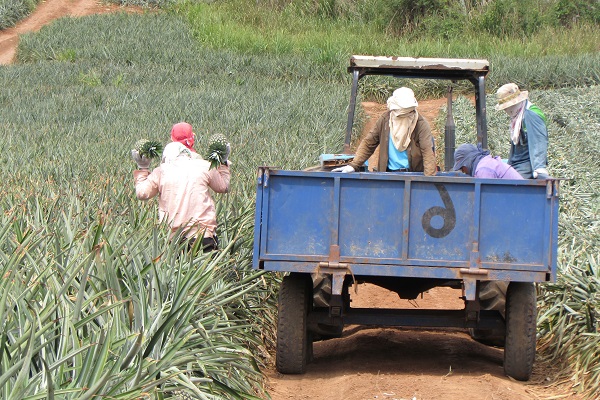 Se planea incentivar a los productores para el cambio de nuevas prácticas agroecológicas y el cambio de utilización de suelos con esquemas de pagos por servicios ambientales. Foto. Eric Montenegro