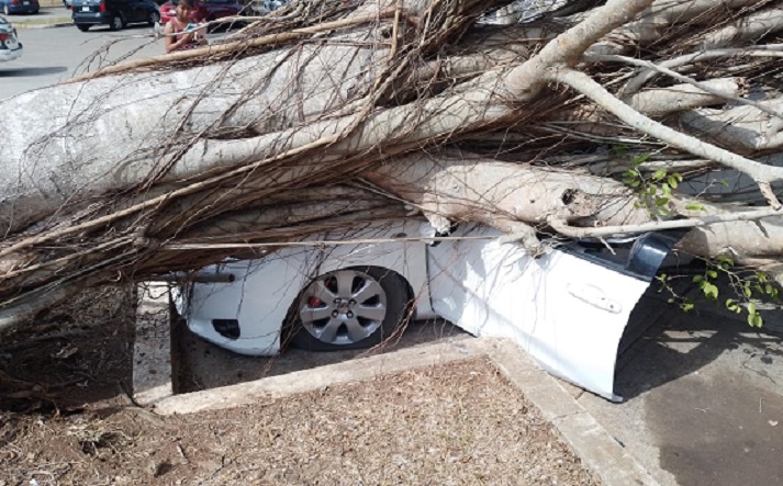 El pesado árbol cayó sobre el vehículo caudándole seria afectaciones. Foto: Eric A. Montenegro