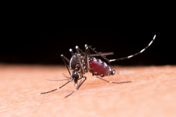 Se comparó el atractivo de cada voluntario para los mosquitos Aedes aegypti sin lavar y una hora después de usar los jabones. Foto: Ilustrativa / Freepik