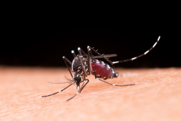 The soap you use can make you attractive to mosquitoes