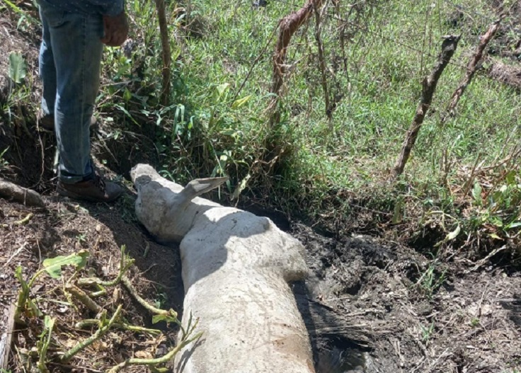 El hurto pecuario  va en detrimento de la economía de los ganaderos de la región. Foto: Melquiades Vásquez.