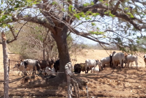 Los ganaderos solicitan ayuda de las autoridades para sortear esta sequía. Foto. Thays Domínguez