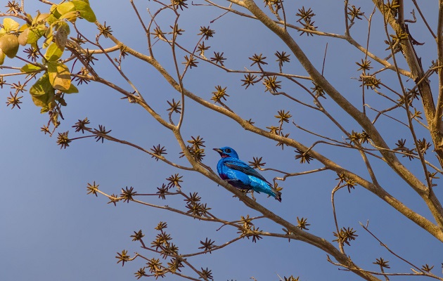 La Cotinga turquesa es una especie endémica regional, mundialmente amenazada. Foto: Quinn Díaz