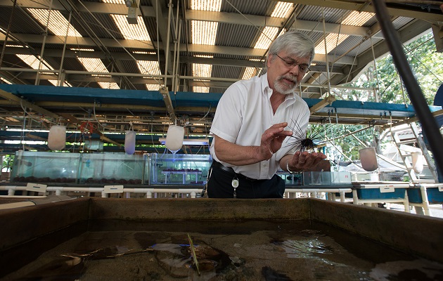 Los erizos de mar se alimentan de algas en la superficie de los arrecifes de coral, como robots cortacésped. Foto: Smithsonian