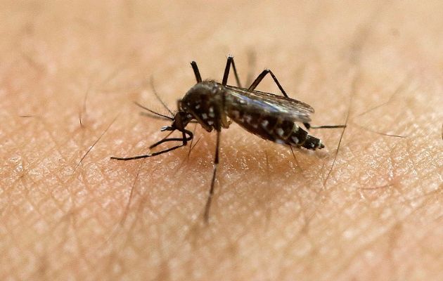 El mosquito Aedes aegypti transmite zika, el dengue y el chikungunya. Foto: Archivo
