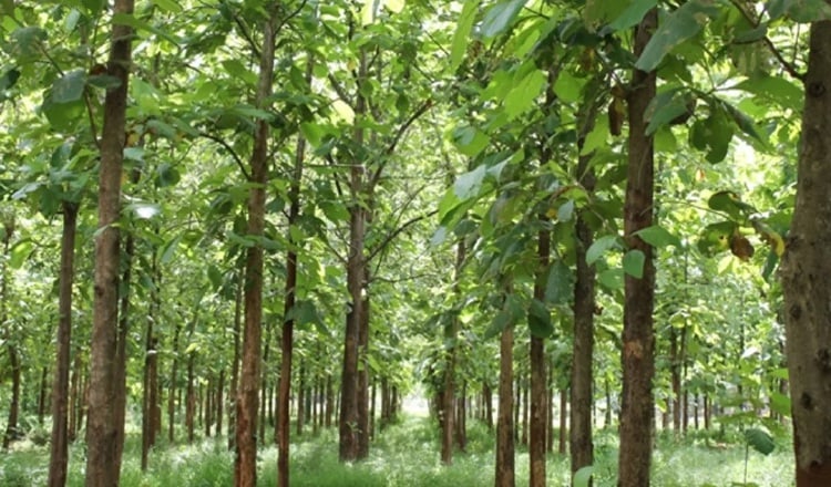 Biombo de madera de teca marrón PANAMARA