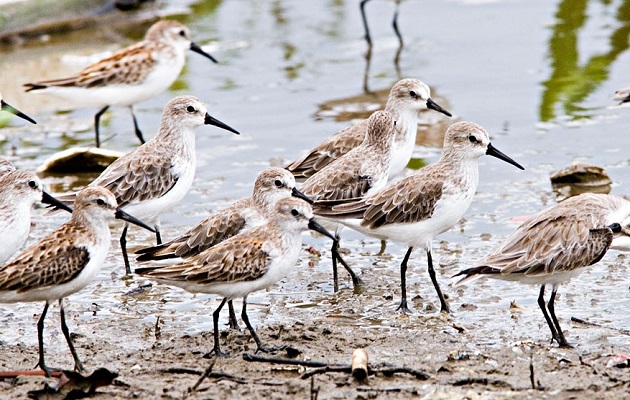 Las aves cumplen un importante papel en los ecosistemas. Foto: MiAmbiente