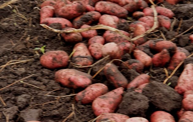 La papa roja es rica en zinc y cobre, favorece el sistema inmune. Foto: Cortesía