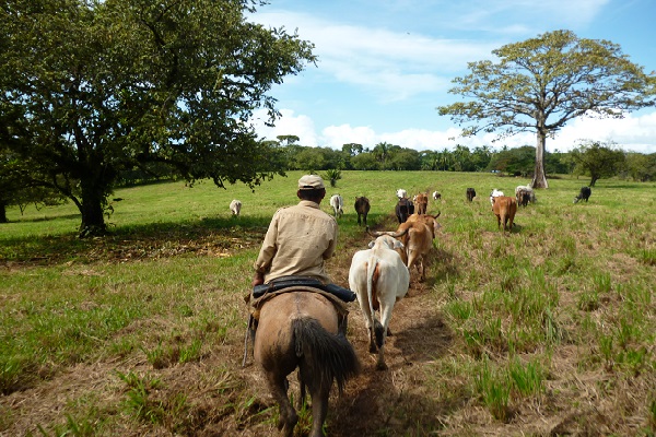 Los ganaderos se han visto afectados por la prolongada sequía. Foto. Archivo