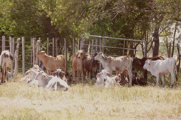 Los ganaderos esperan evitar pérdidas millonaria por causa de la sequía. Foto. Thays Domínguez