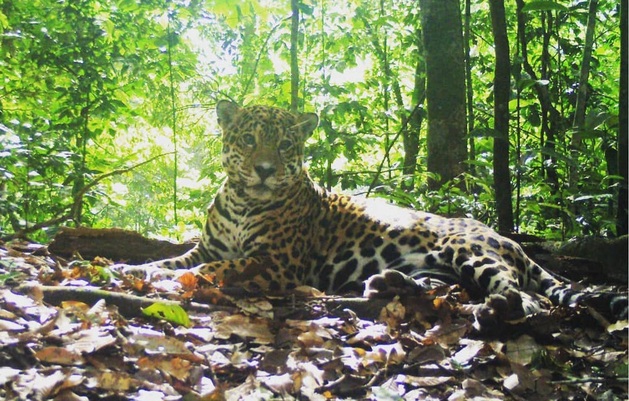 Los jaguares son eslabones importantes de los ecosistemas. Foto: Yaguará