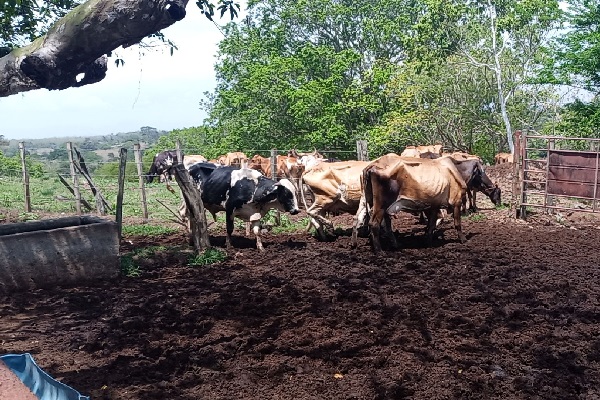 Debido al bajo nivel de agua en las quebradas y abrevaderos, algunos ganaderos ya han registrado problemas con animales que han quedado atascados en el lodo. Foto. Eric Montenegro