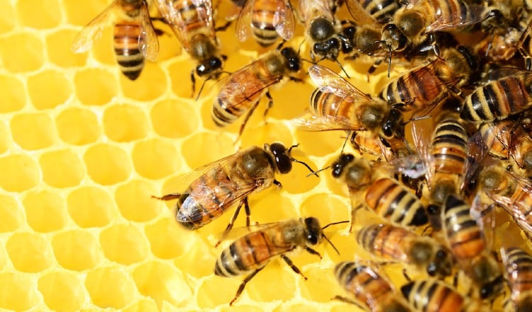 Las abejas y otros polinizadores son fundamentales para la salud de los ecosistemas y la seguridad alimentaria. Pixabae