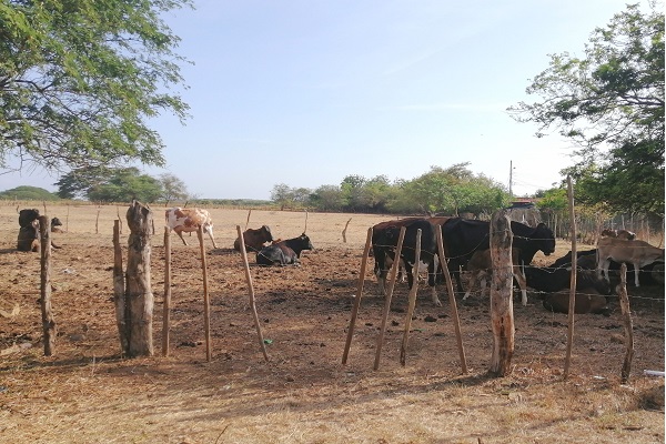 En los potreros, hay muchas reses delgadas, y los pastos se están acabando, por lo que la situación podría empeorar en los próximos días. Foto. Thays Domínguez