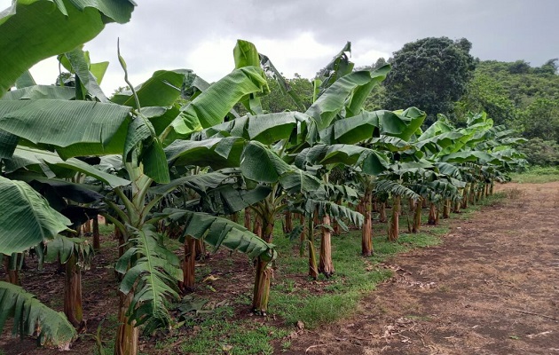 New varieties of corn, plantain and banana were registered