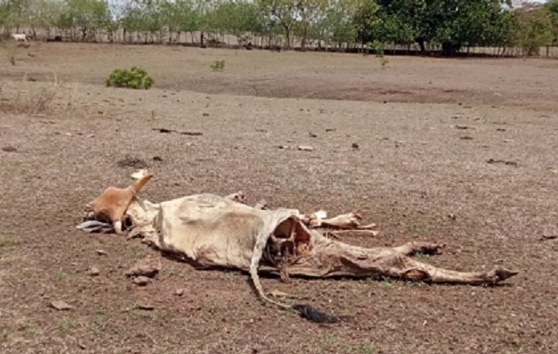 Cada mañana despiertan con la noticia de una nueva vaca muerta. Foto: Thays Domínguez