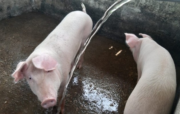 Además de los puercos, en la granja hay cultivos agrícolas. Foto: Diomedes Sánchez