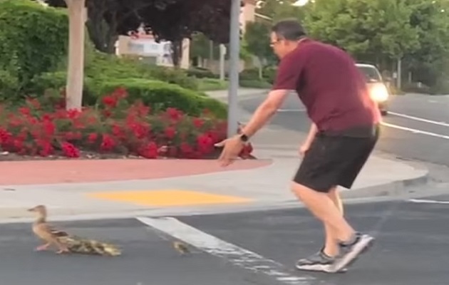 El hombre al momento de ayudar a los patos. 