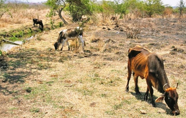  million for the prolonged drought emergency