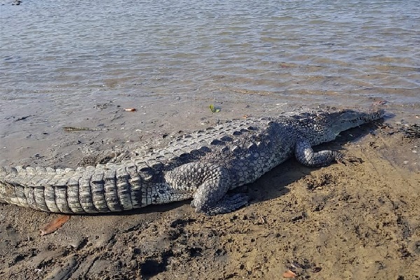 Recientemente, se logró el rescate y reubicación de un cocodrilo aguja de tres metros y más de 320 libras, que se encontraba dentro de una finca privada en el distrito de Tonosí. Foto. Thays Domínguez