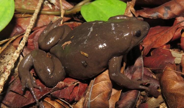 Una de las ranas Ctenophryne aterrima que el zoólogo Rogemif Fuentes tuvo la oportunidad de ver en Kankintú, semanas atrás. Foto: Cortesía/Rogemif Fuentes