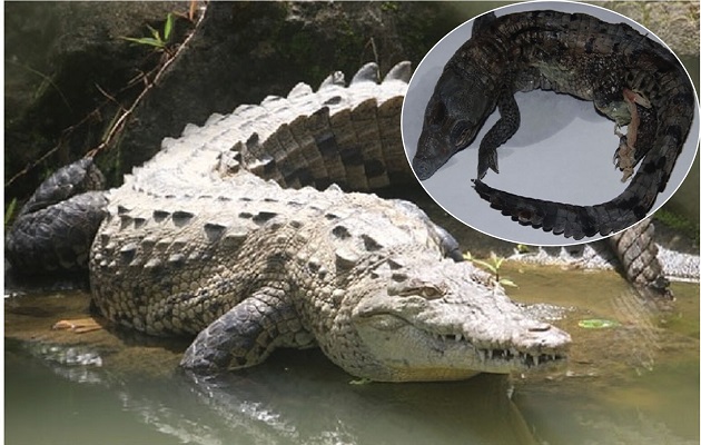 El cocodrilo americano es una especie vulnerable.