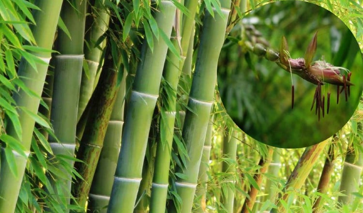 La flor del bambú es como la de las gramíneas, una espiga en la que la planta guarda el grano.