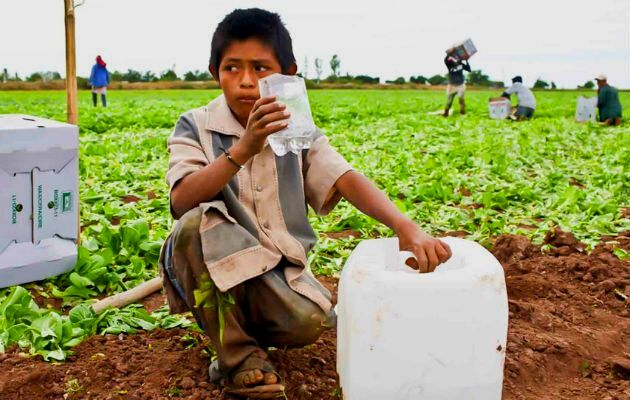 Más de 160 millones de niños están en situación de trabajo infantil en el mundo. Foto: Cortesía