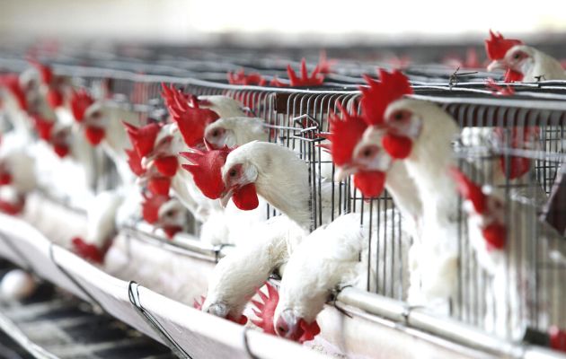 México bajo alerta por gripe aviar. Foto: EFE