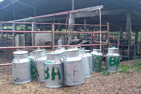 Los productores de ganado de carne y leche en Panamá Oeste han sobrevivido a la fecha gracias al almacenaje de forraje en las fincas. Foto. Eric Montenegro