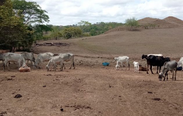 Decenas de reses han muerto en Macaracas, provincia de Los Santos. Foto: Thays Domínguez 