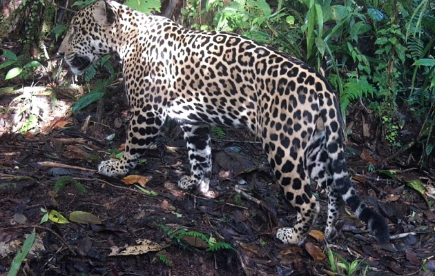 Un jaguar captado por una cámara trampa. Foto: Cortesía MiAmbiente