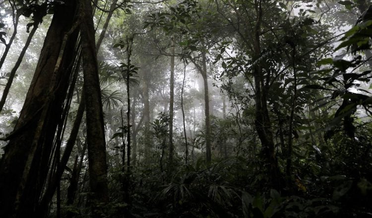 La fauna característica de los bosques es de alrededor de  1 000 especies  de aves y 12,000  de árboles. Foto: Cortesía/ MiAmbiente