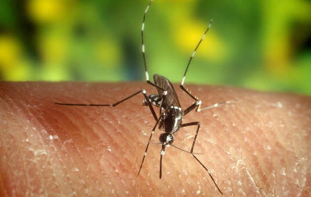 Según el alto oficial, ya se han obtenido cultivos de mosquitos infectados con el virus de la hepatitis B. Foto: EFE