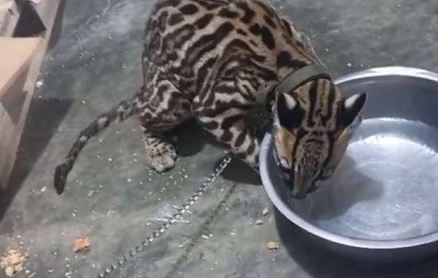 El ocelote, una especie en peligro de extinción, estaba encadenado.