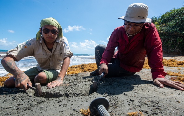 Aldo Benites-Palomino (Perú) y Carlos De Gracia (Panamá) extrayendo uno de los fósiles. Foto:Cortesía Jorge Alemán/STRI  
