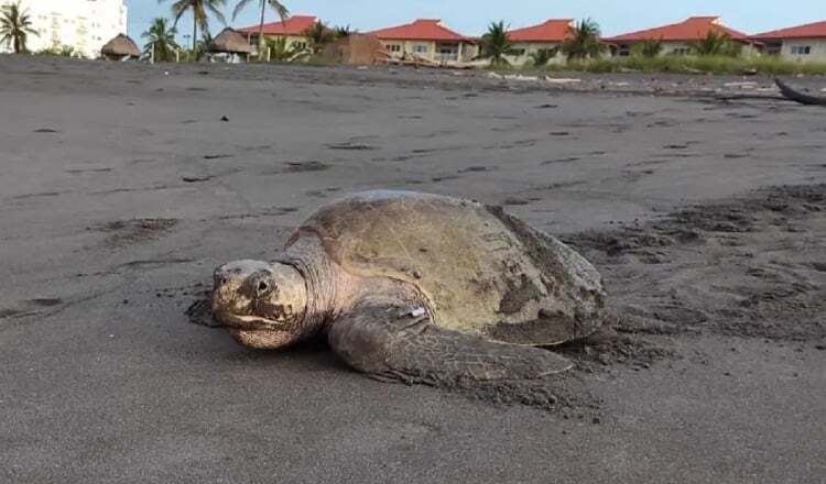 La tortuga Lora o Golfina (Lepidochelys olivacea) es la más común en playa La Barqueta donde Acotmar desarrolla su proyecto. Foto: Cortesía/Acotmar