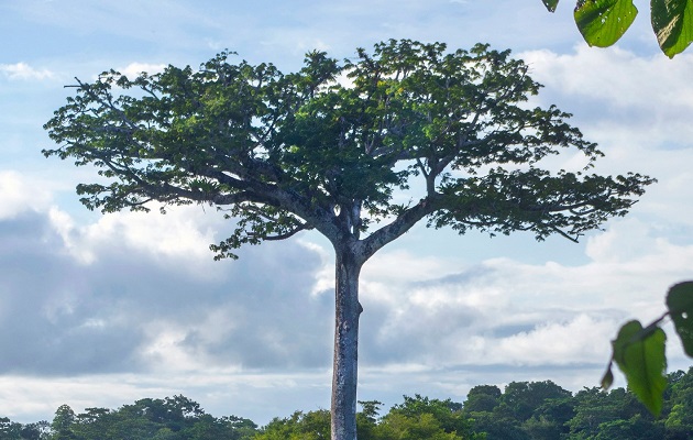 Vista de la enorme ceiba del Darién. Foto: Biomuseo/Bette J. Kauffman