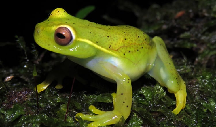 La rana Hyloscirtus colymba es una especie en peligro crítico en Panamá. Foto: Cortesía/Rogemif D. Fuentes
