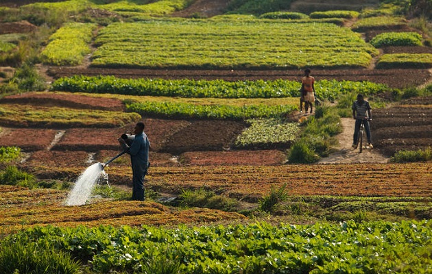 Estas predicciones asumen una rápida recuperación de las recientes tensiones inflacionistas. Foto: FAO 